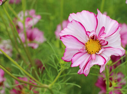 Ecovillage Plant Nursery